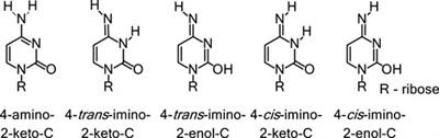 Structural Insights Into Tautomeric Dynamics in Nucleic Acids and in Antiviral Nucleoside Analogs